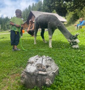 Alpaka Woche auf der Hube