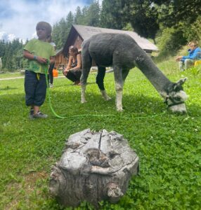 Alpaka Woche auf der Hube