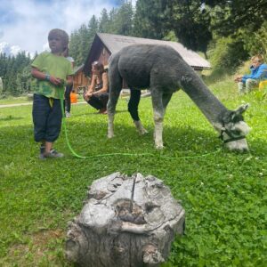 Alpaka Woche auf der Hube